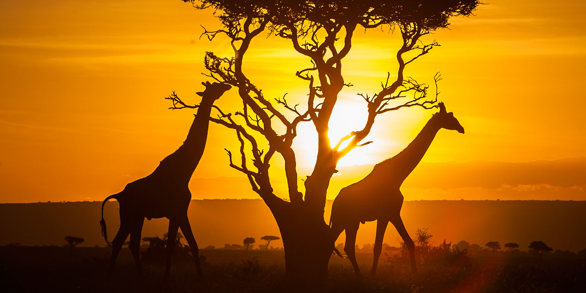 7 Rekomendasi Tur Safari di Negara Kenya, Seru!
